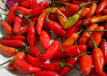 Harga Cabai Makin Pedas, Tembus Rp 120.000 per Kilogram