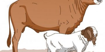 sapi