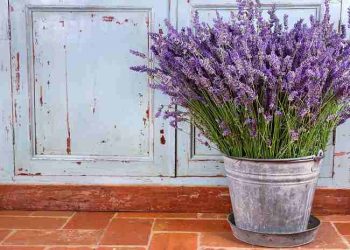 tanaman pengusir nyamuk