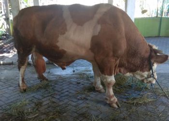 Jokowi Serahkan Sapi Kurban 1 Ton ke Masjid Istiqlal