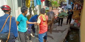 Warga Kalideres Panik, Sapi Kurban Ngamuk lalu Rusak Hajatan