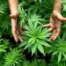 BNN dengan Tegas Tolak Legalisasi Ganja