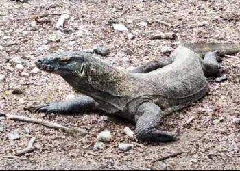 Mulai 1 Agustus, Harga Tiket Masuk Pulau Komodo Resmi Naik Jadi Rp 3,75 Juta