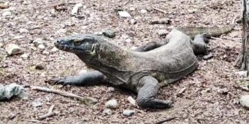 Mulai 1 Agustus, Harga Tiket Masuk Pulau Komodo Resmi Naik Jadi Rp 3,75 Juta