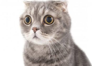 Kucing Kesayangan Anda Jamuran? Jangan Gegabah, Ini Obat Pemberantas Jamur Kucing