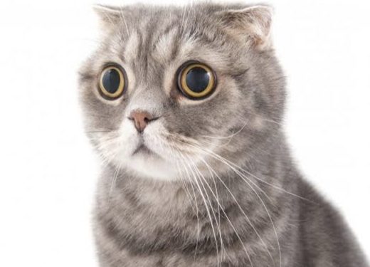 Kucing Kesayangan Anda Jamuran? Jangan Gegabah, Ini Obat Pemberantas Jamur Kucing
