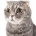 Kucing Kesayangan Anda Jamuran? Jangan Gegabah, Ini Obat Pemberantas Jamur Kucing