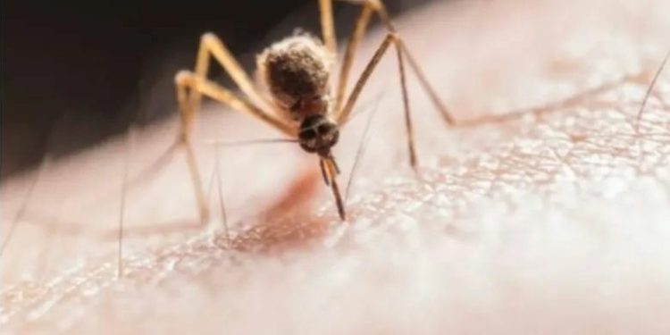 Waspada Kasus DBD di Kabupaten Tangerang, 7 Orang Meninggal Dunia