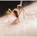 Waspada Kasus DBD di Kabupaten Tangerang, 7 Orang Meninggal Dunia