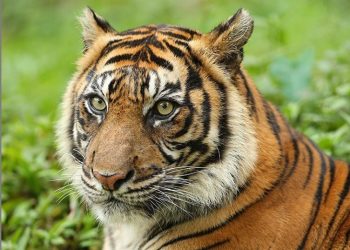 10 Weton Disukai Khodam Harimau, Apakah Wetonmu Termasuk?