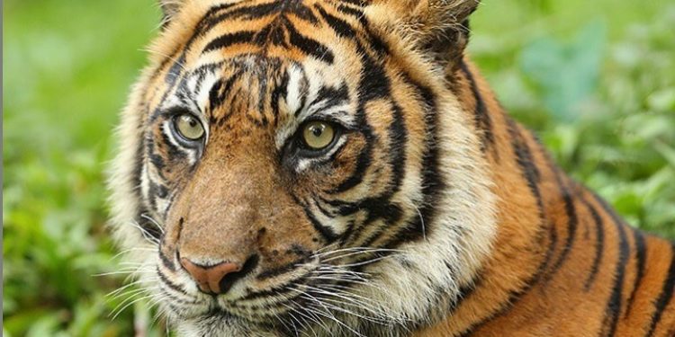 10 Weton Disukai Khodam Harimau, Apakah Wetonmu Termasuk?