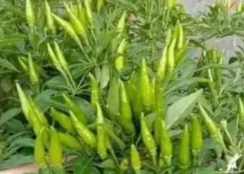 Tips Menanam Cabe Rawit Agar Memiliki Hasil berlimpah dan Tidak Mengecewakan