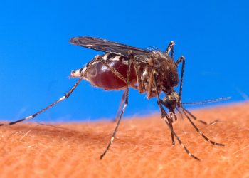 Ada 59 Warga Banten Terkena Malaria, Tangsel Menduduki Peringkat Tertinggi