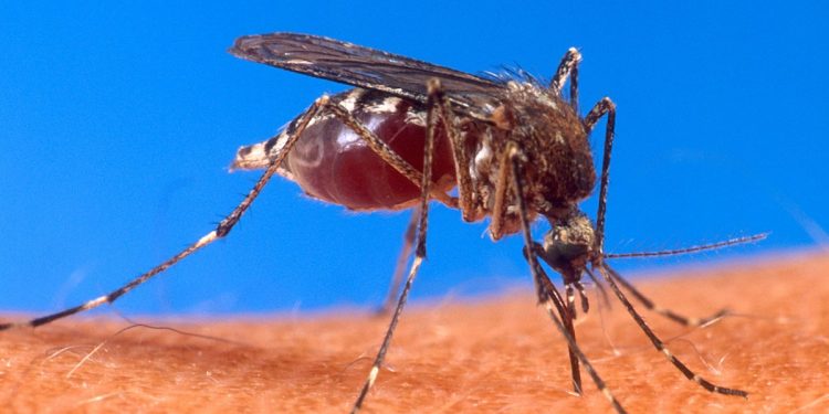Ada 59 Warga Banten Terkena Malaria, Tangsel Menduduki Peringkat Tertinggi