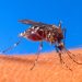 Ada 59 Warga Banten Terkena Malaria, Tangsel Menduduki Peringkat Tertinggi