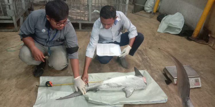 KKP Atur Ketat Perdagangan Ikan Hiu dan Pari, Tidak Ada Celah Penyelundupan