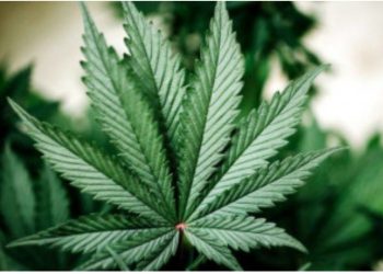 Puluhan Kilogram Ganja Ditemukan di Perpustakaan SDN