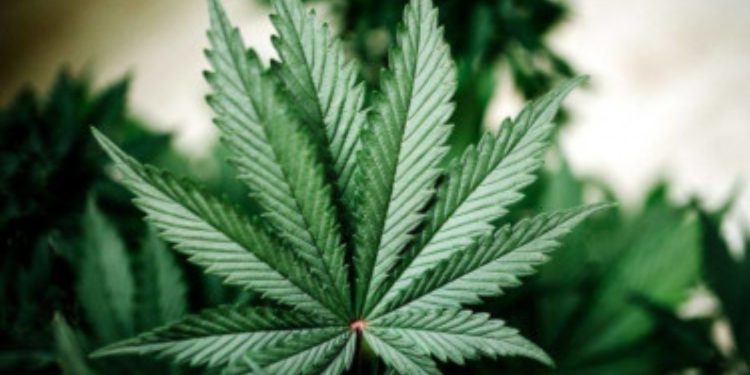 Puluhan Kilogram Ganja Ditemukan di Perpustakaan SDN