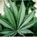 Puluhan Kilogram Ganja Ditemukan di Perpustakaan SDN