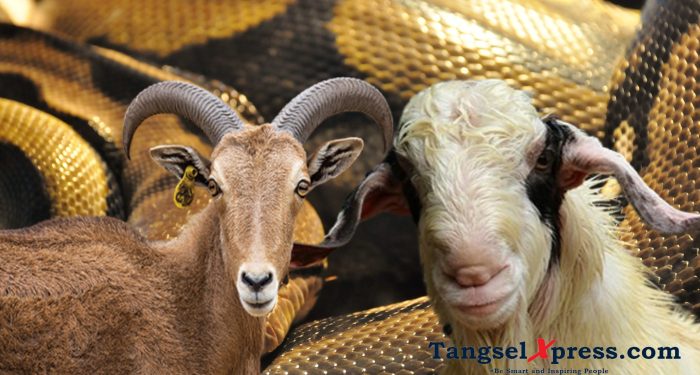 kambing hilang