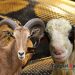 kambing hilang