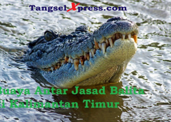 Merinding, Viral Video Buaya Antar Jasad Balita ke Keluarga di Kaltim