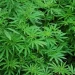 Geger! Polisi Temukan Ladang Ganja di Lampung