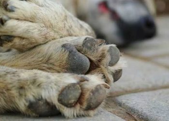 Viral Video Dua Pria Seret Anjing di Bali, Hasil Penyelidikan Polisi Bikin Terkejut