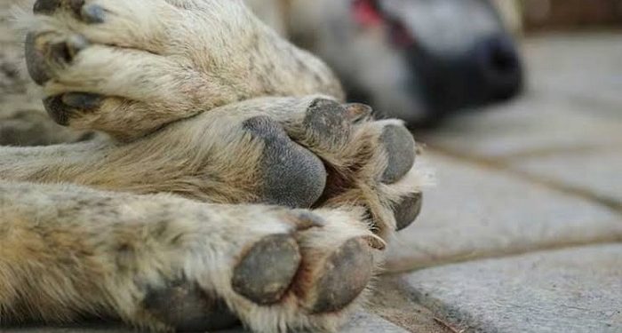 Viral Video Dua Pria Seret Anjing di Bali, Hasil Penyelidikan Polisi Bikin Terkejut