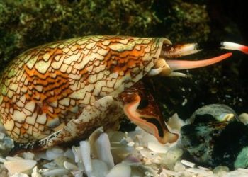 Hasil Penelitian: Racun Siput Kerucut Berbahaya Tapi Bisa Untuk Obat