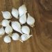 Tak Sekadar Jadi Bumbu Masakan, Bawang Putih Bikin Awet Muda dan Kendalikan Diabetes