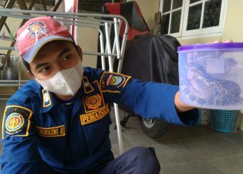 Heboh, Rumah Warga Griya Suradita Cisauk Kemasukan Ular? Saat Digeledah, BPBD Tangerang Temukan Ini