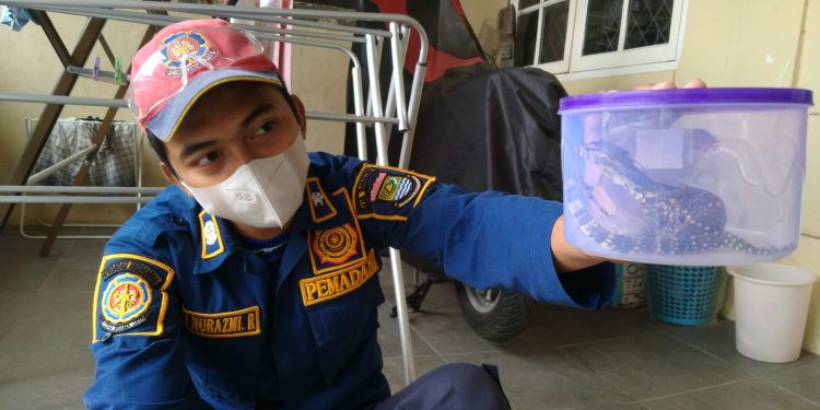 Heboh, Rumah Warga Griya Suradita Cisauk Kemasukan Ular? Saat Digeledah, BPBD Tangerang Temukan Ini