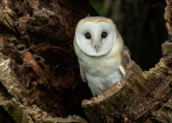 Cerita Pengantar Tidur: Burung Hantu Hootie dan Bayi Burung yang Terjatuh 
