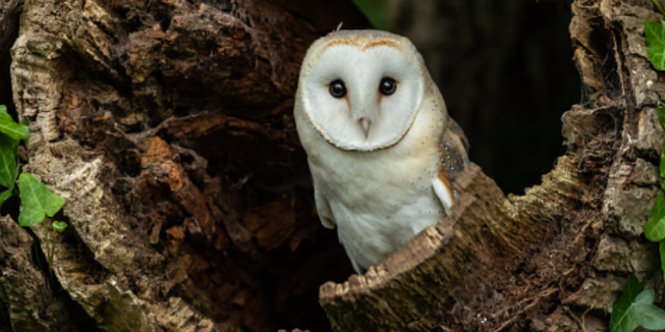 Cerita Pengantar Tidur: Burung Hantu Hootie dan Bayi Burung yang Terjatuh