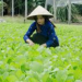 Membangun Mimpi: Kisah Inspiratif Seorang Petani Yang Menjadi Pengusaha Sukses 