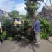 Pohon Tumbang Timpa Truk Hino di Jalan Graha Raya Bintaro
