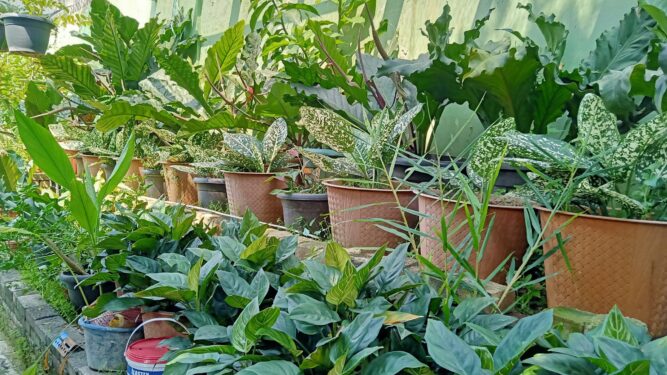 Menghilangkan Stres dengan Hobi Terapi Tanaman