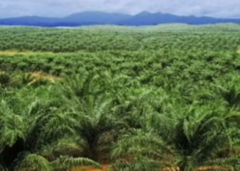 Kontribusi Kelapa Sawit dalam Penurunan Emisi Gas Rumah Kaca 