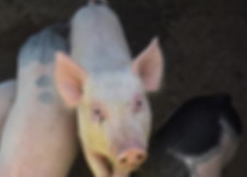 Virus Demam Babi Afrika Merebak, Pemerintah Diminta Gencarkan Edukasi