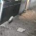 Heboh! Babi Ngepet Disebut Berkeliaran di Pondok Aren, Ini Penjelasan Polisi