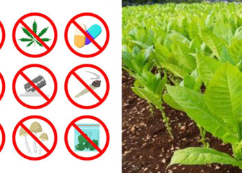 Usulan Aturan Terpisah untuk Zat Narkotika dan Tembakau dalam RUU Kesehatan Mengemuka