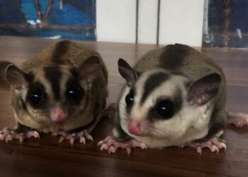 Mengenal Lebih Jauh Sugar Glider, Hewan Peliharaan yang Sedang Viral