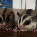 Mengenal Lebih Jauh Sugar Glider, Hewan Peliharaan yang Sedang Viral