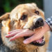 Catat! Ini Pertolongan Pertama yang Harus Dilakukan Jika Digigit Anjing Rabies