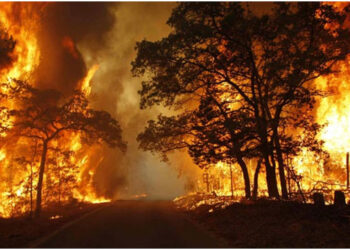 Kebakaran Hutan di Indonesia