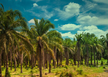 SIPERIBUN, Salah Satu Upaya Pemerintah Perbaiki Tata Kelola Industri Kelapa Sawit