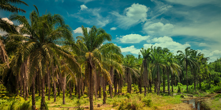SIPERIBUN, Salah Satu Upaya Pemerintah Perbaiki Tata Kelola Industri Kelapa Sawit