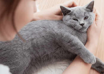 Dampak Positif Memelihara Kucing