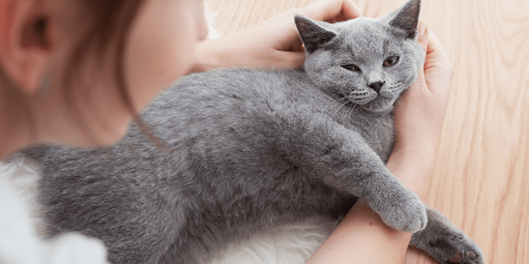 Dampak Positif Memelihara Kucing